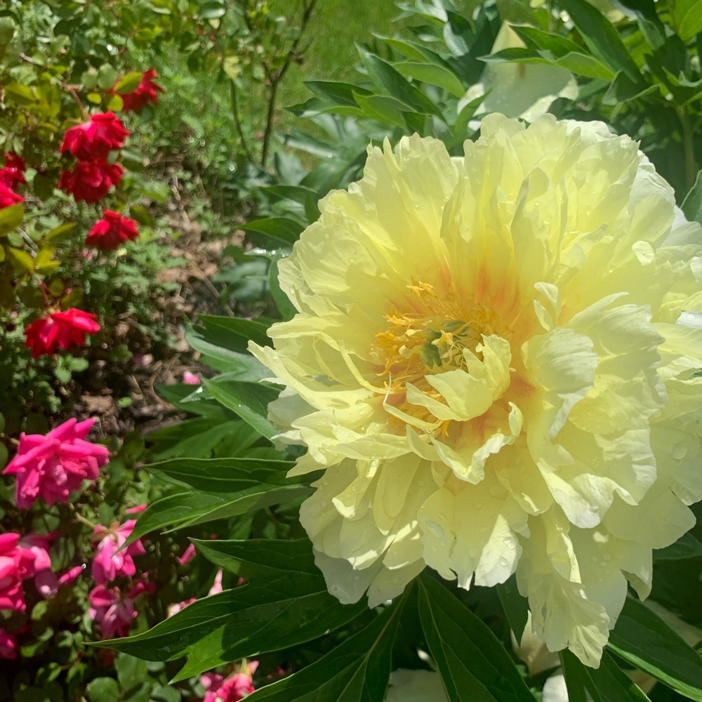 Meet your Posher, Katie